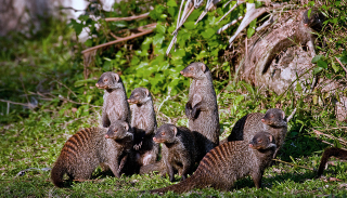 Illustration for article titled The Law That Forces Mongooses to Give Birth on the Same Day... Or Else